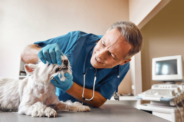 Best Same-Day Emergency Dentist in Lebanon South, PA